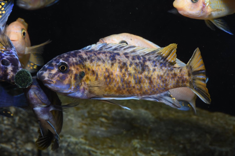 Labeotropheus fuelleborni 'Katale Island'